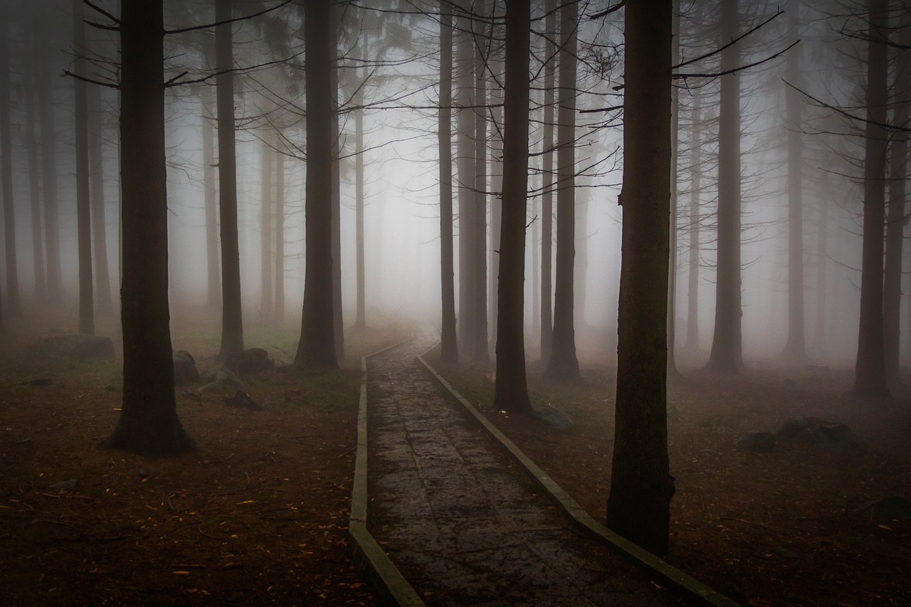 Image - pine forest forest road misty