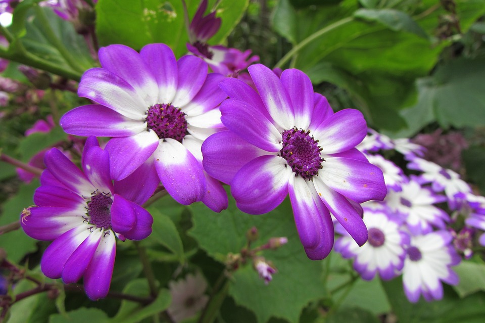 Image - daisy flower natural purple nature