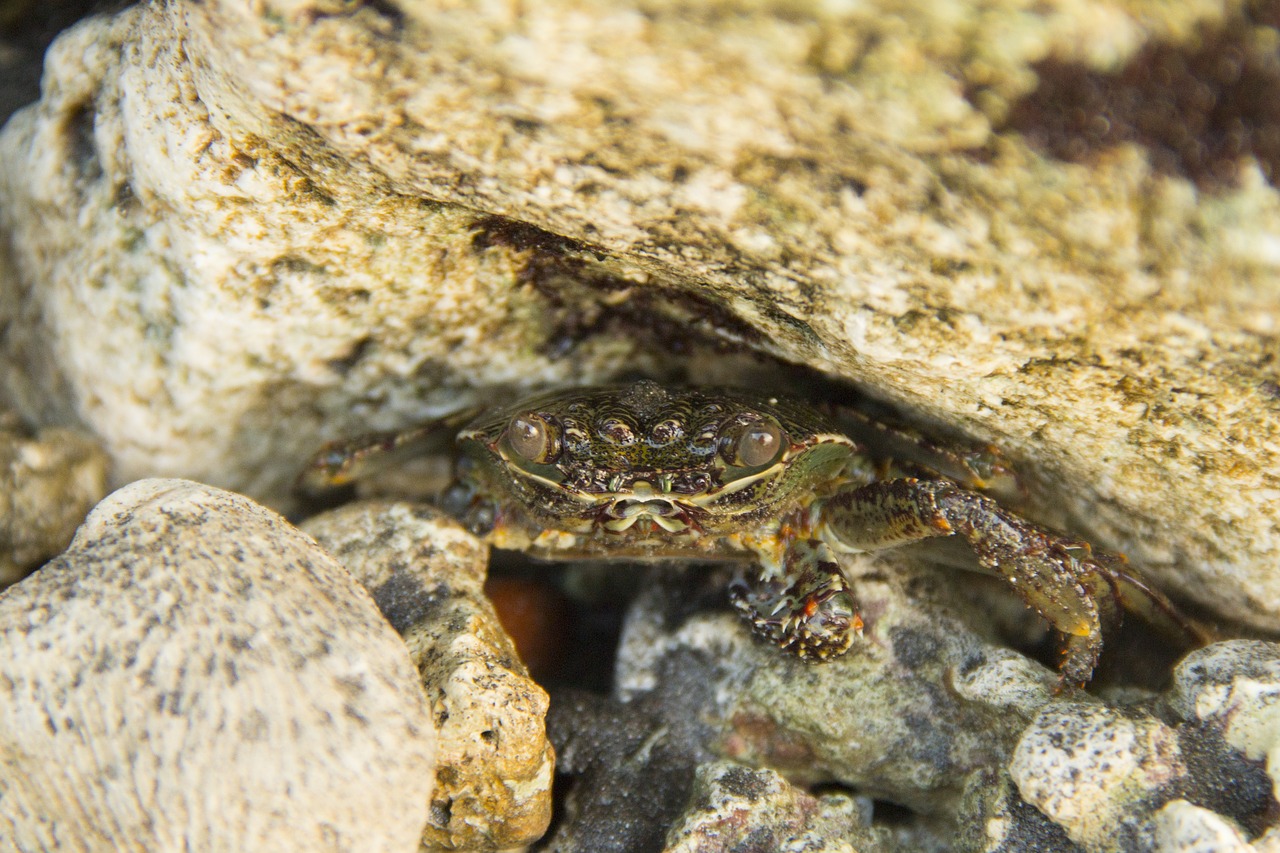 Image - crab spogebob ocean sea animal