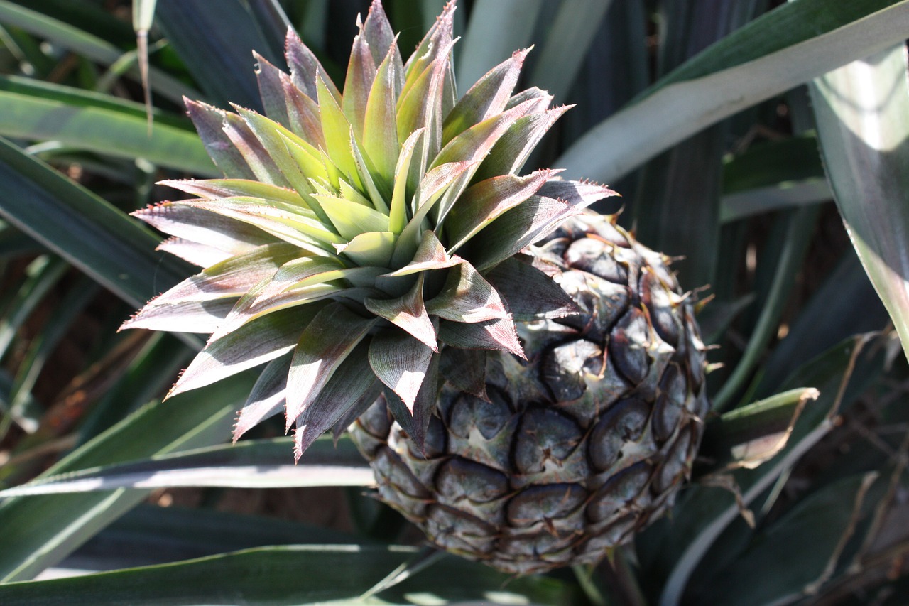 Image - pineapple sour food cultivation