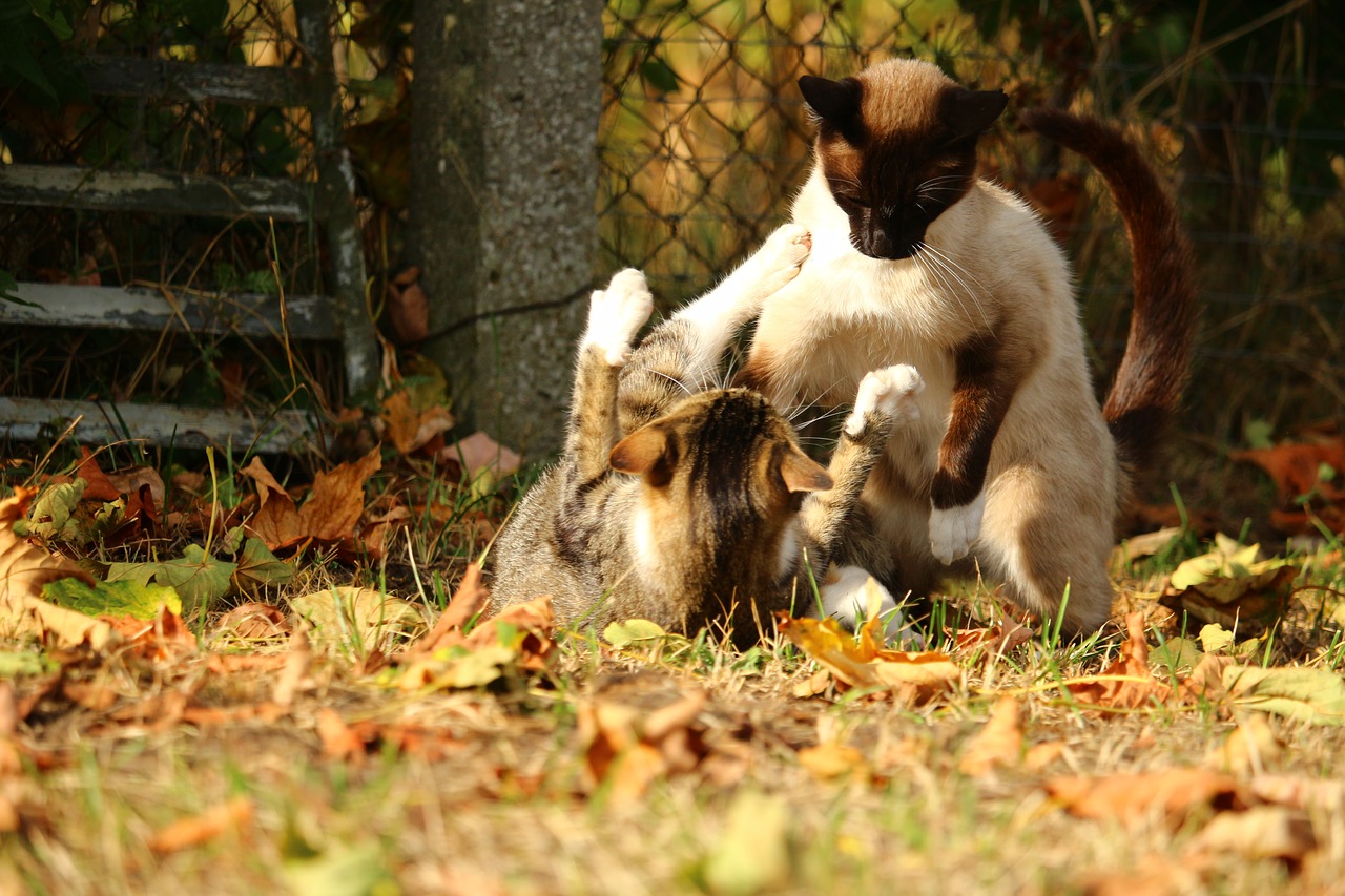 Image - cat play fight kitten mieze