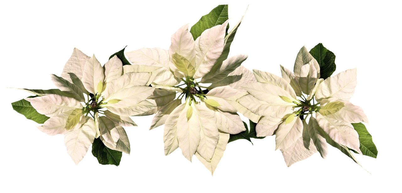 Image - christmas christmas star poinsettia