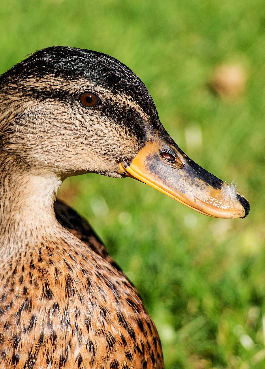 Image - duck park water bird swim mallard
