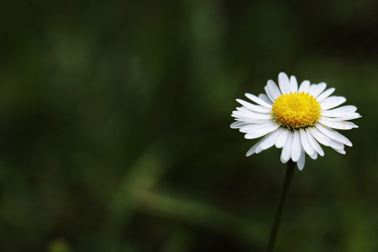 Image - daisy tausendschön monatsroeserl