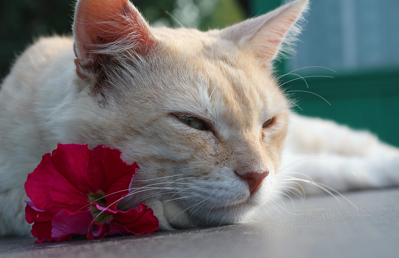 Image - cat mustache cream pet animal