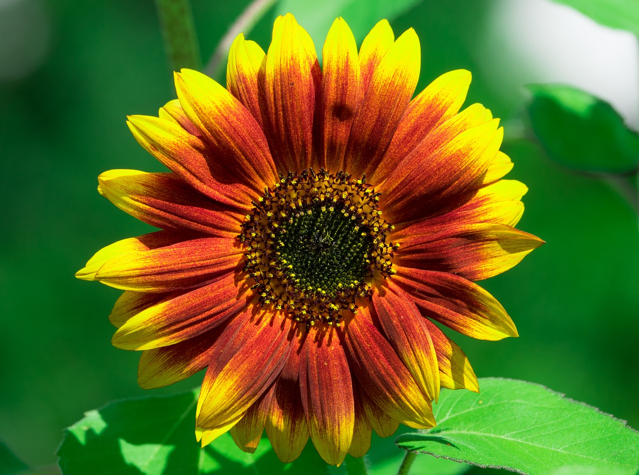 Image - sun flower summer yellow plant