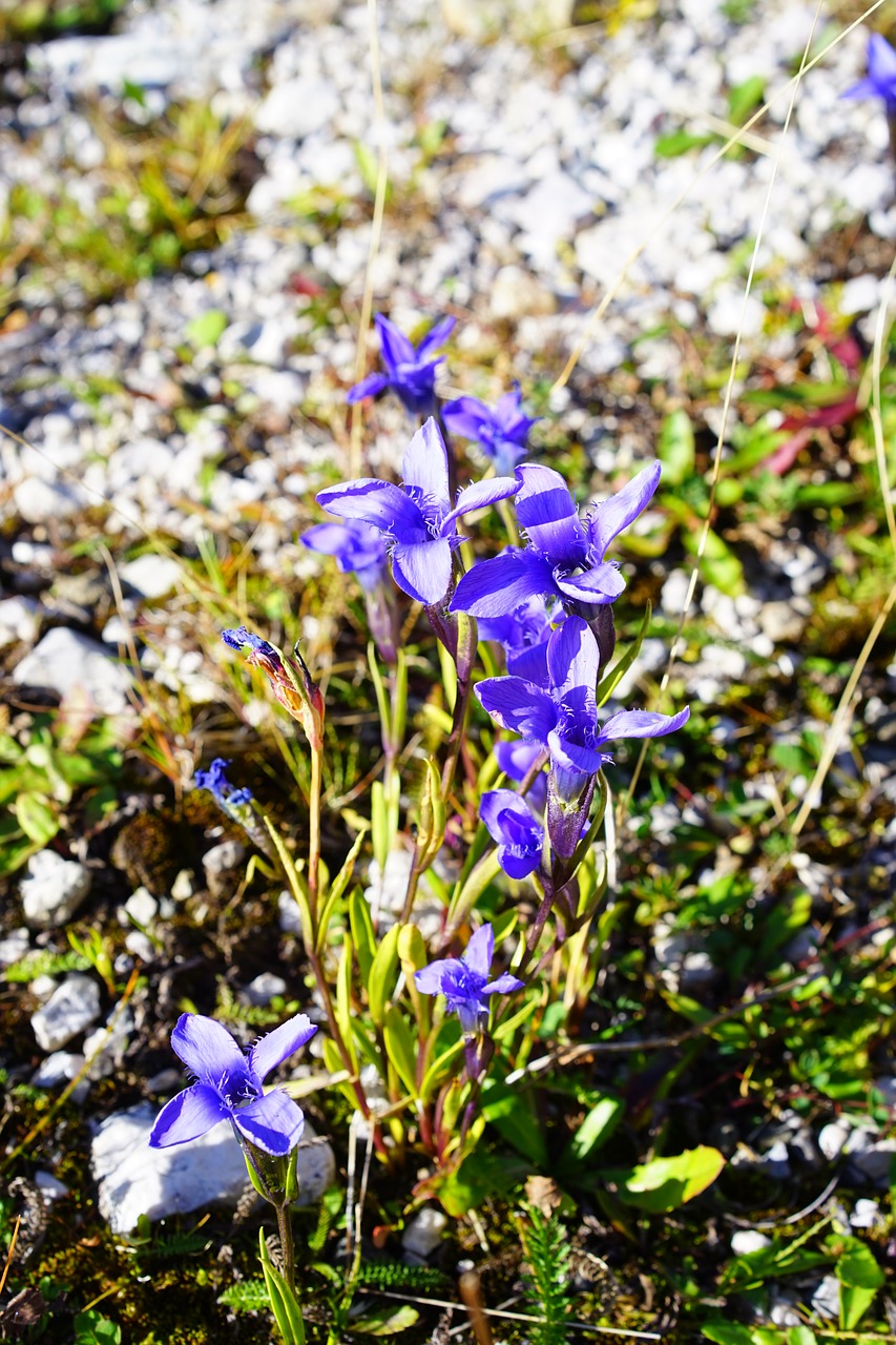 Image - ordinary fransenenzian flower