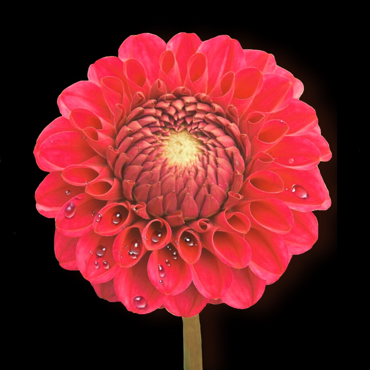 Image - dahlia red drip isolated