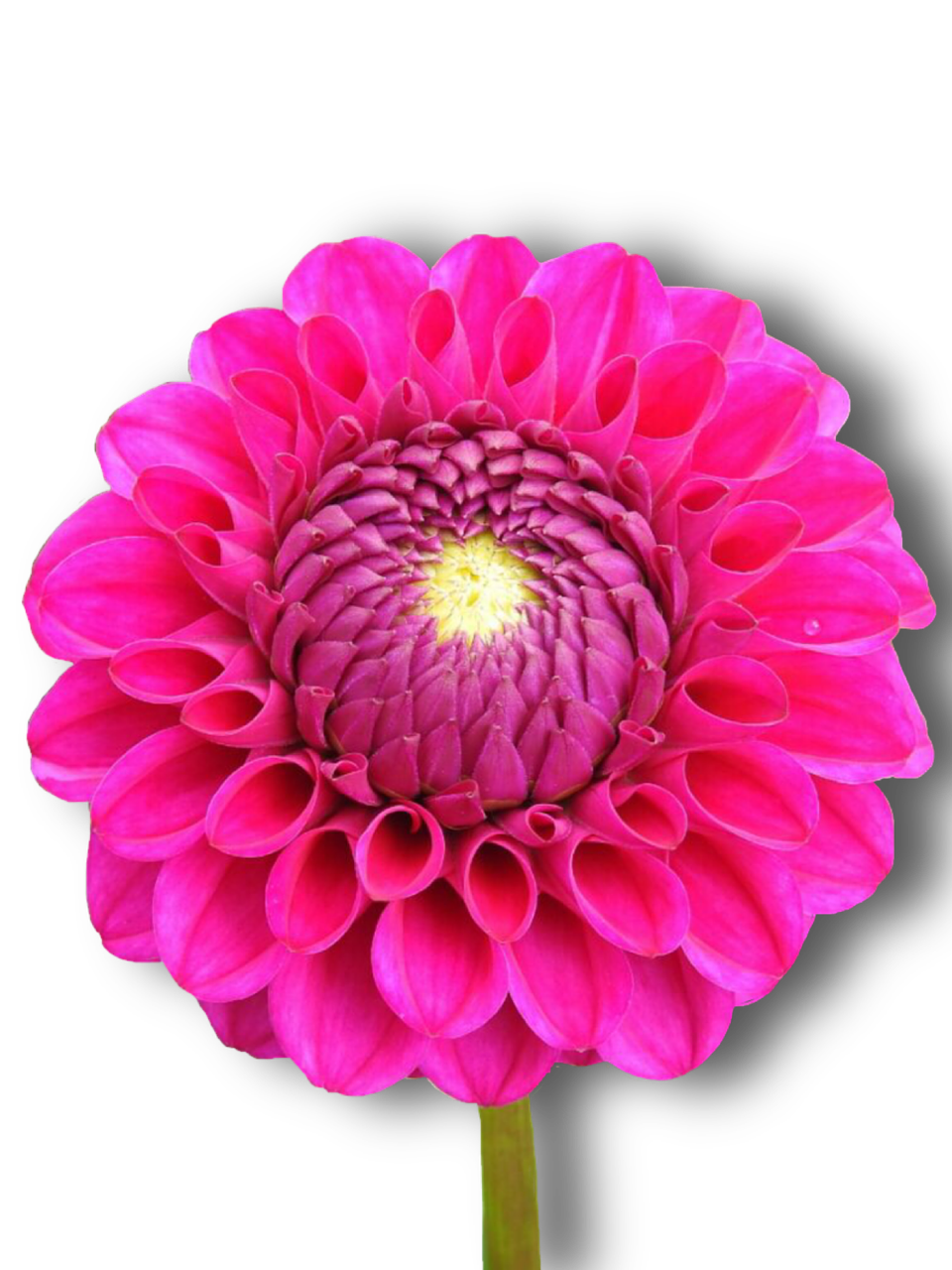 Image - dahlia pink flower isolated