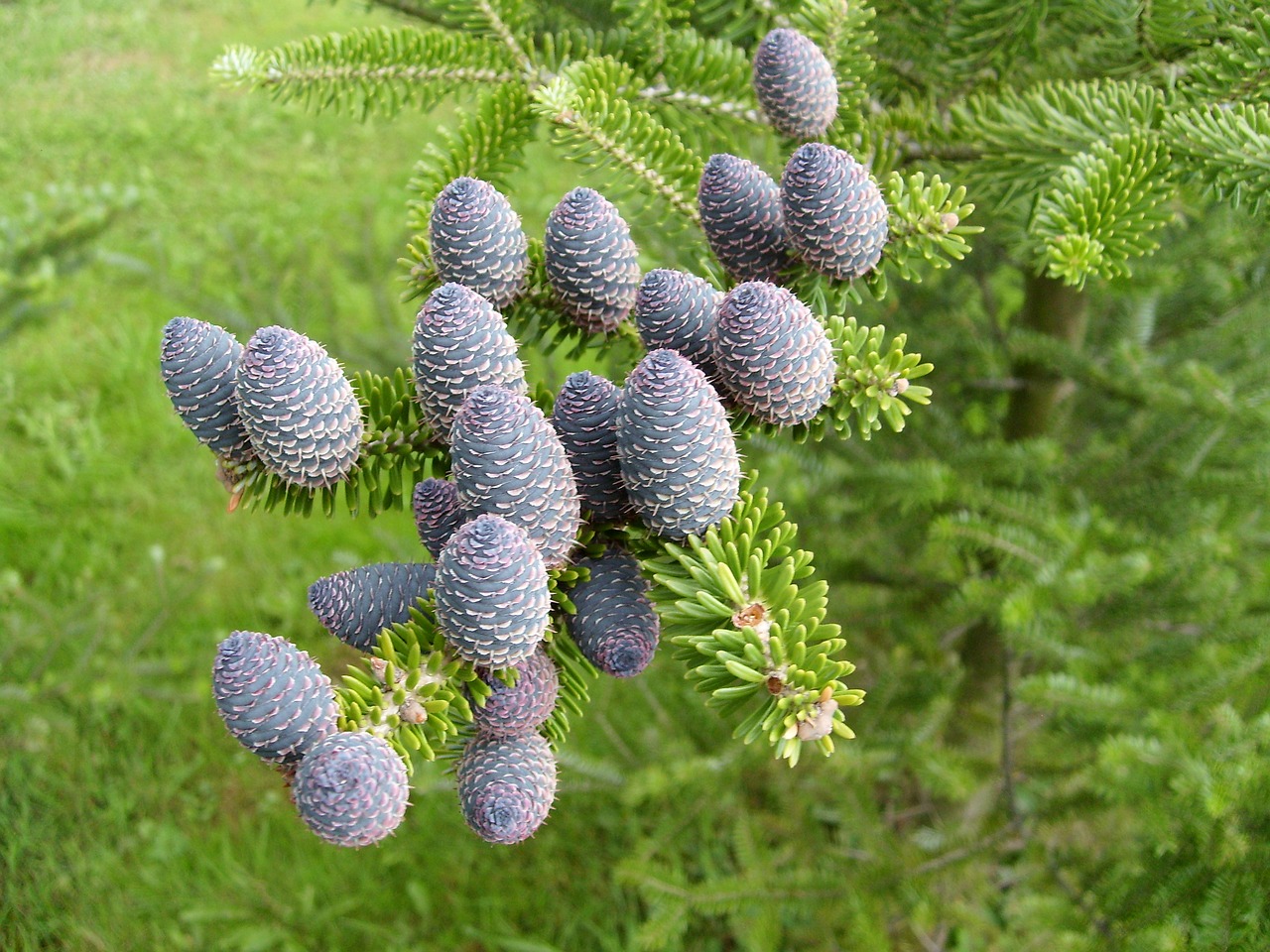 Image - macro cones pine plant