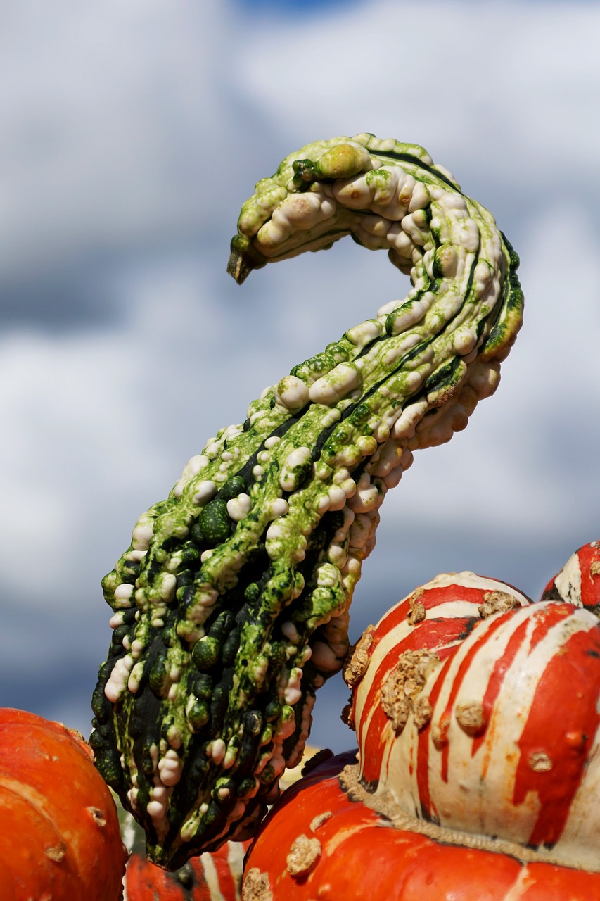 Image - pumpkins decorative squashes autumn