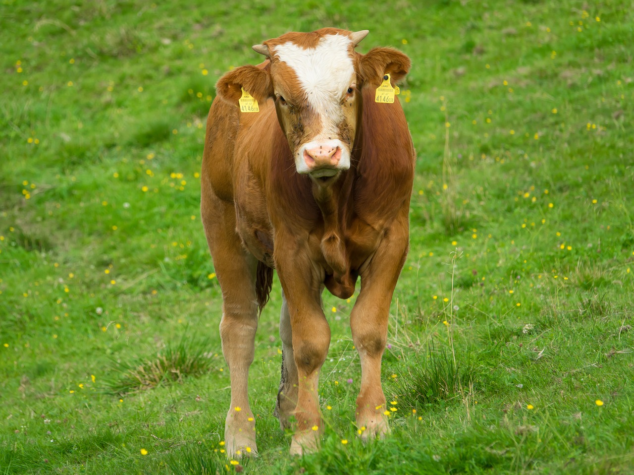 Image - cow calf stand cows agriculture