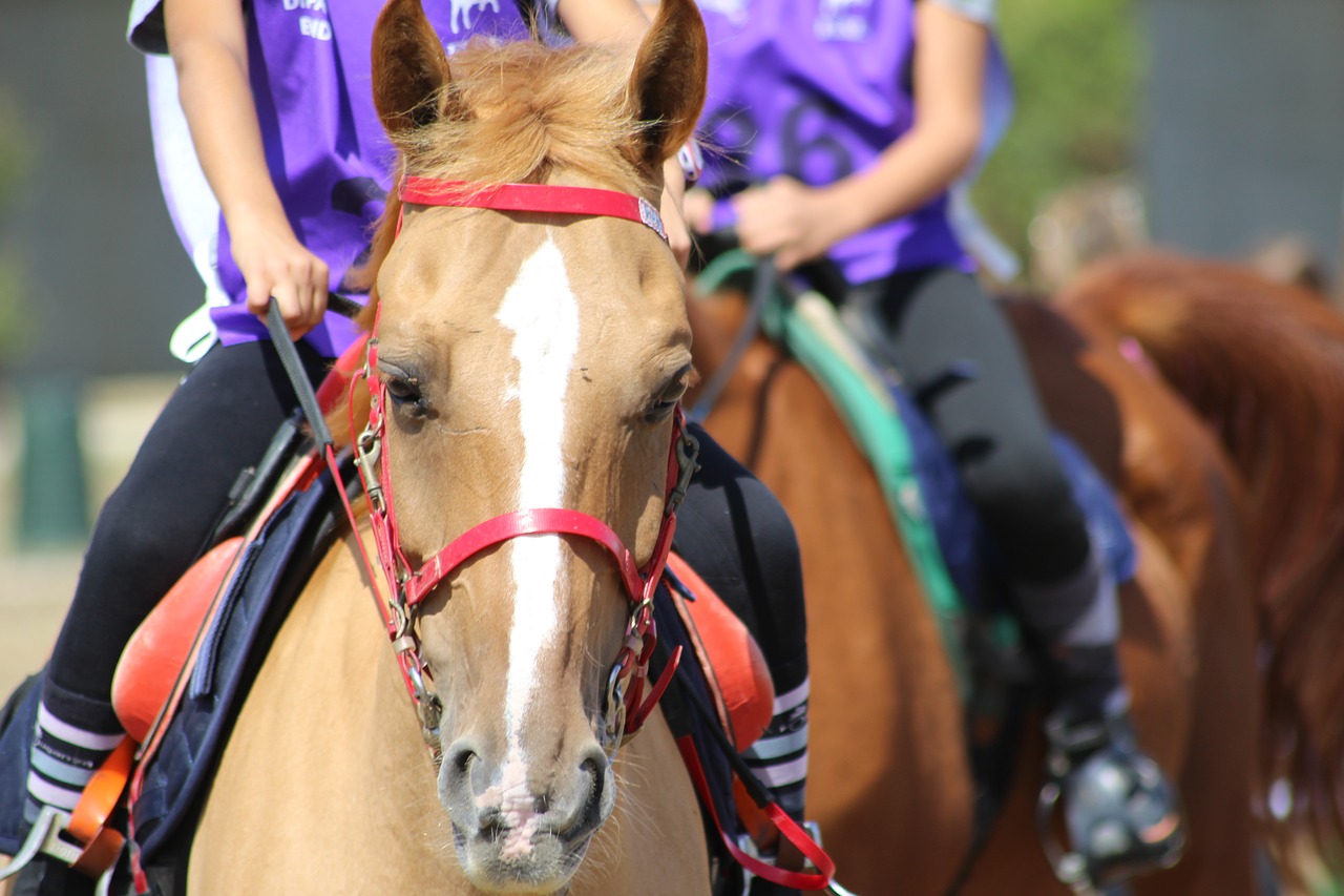 Image - horse riding endurance pony