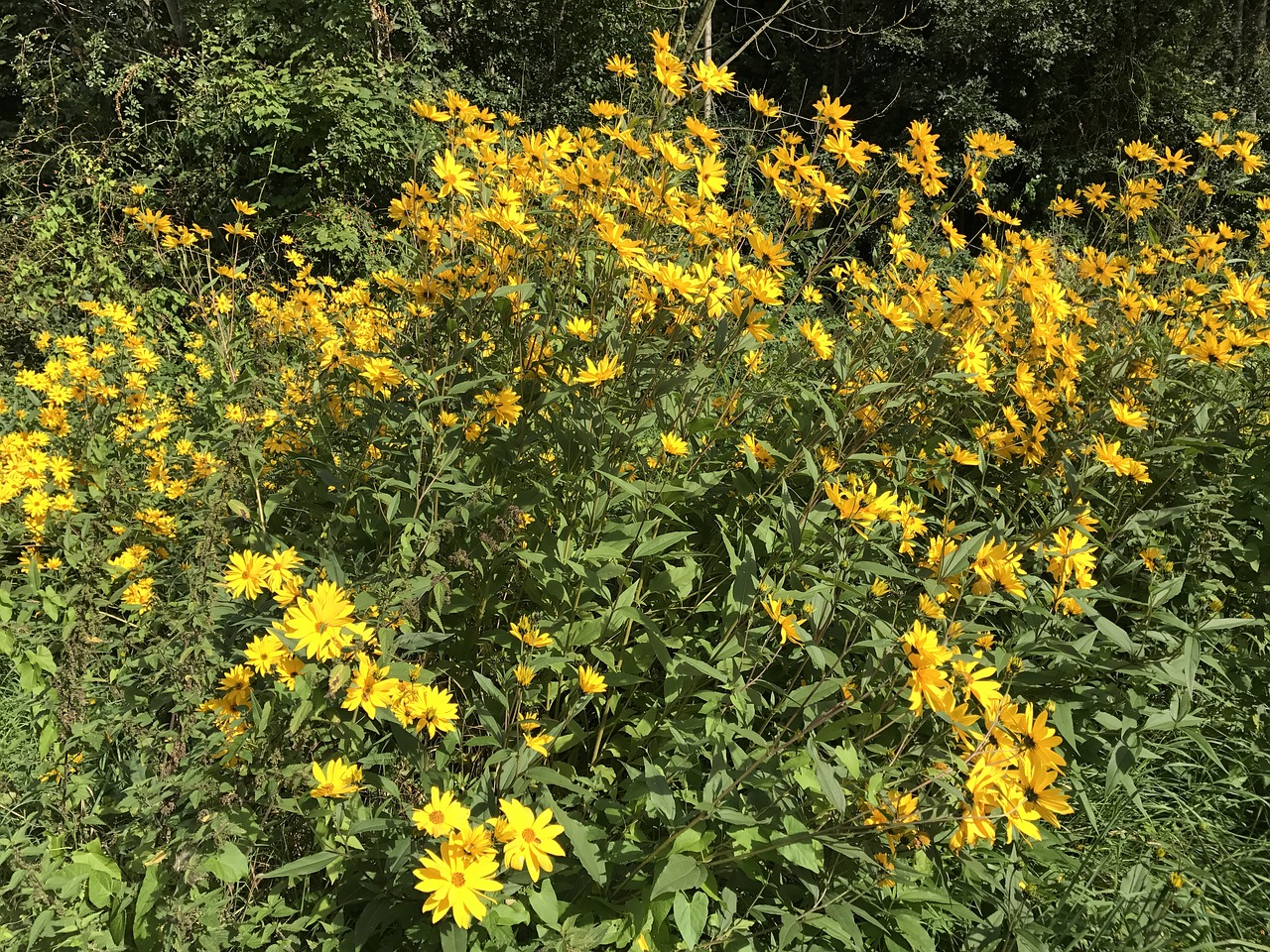 Image - flowers roses plant colorful green