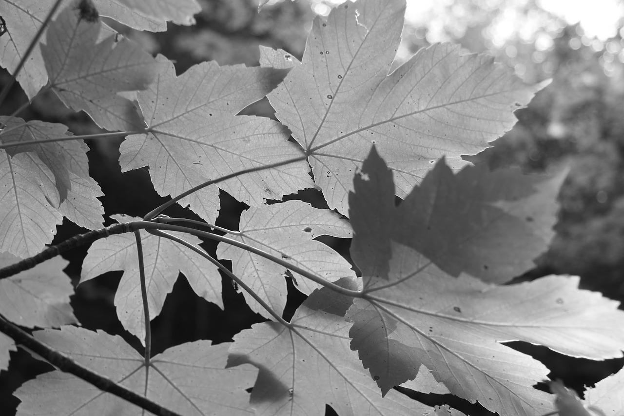 Image - leaves black white grey forest