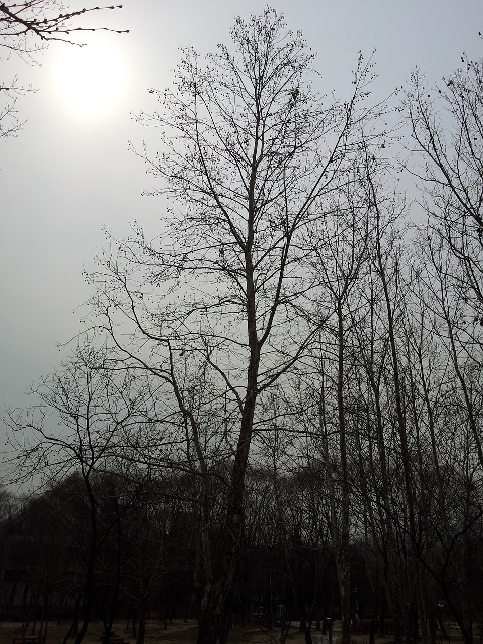 Image - winter wood winter tree a bony