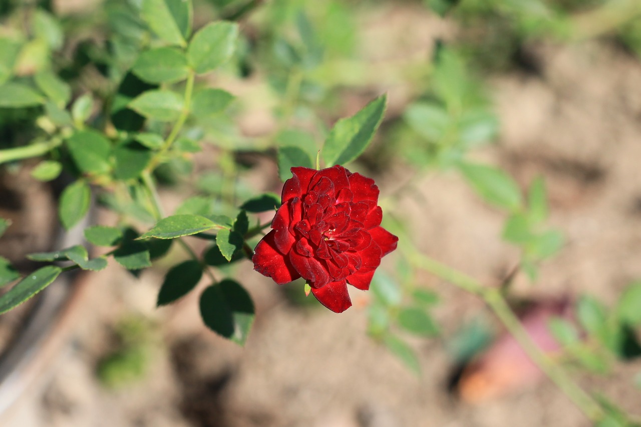 Image - dwarf rose red rose red flower