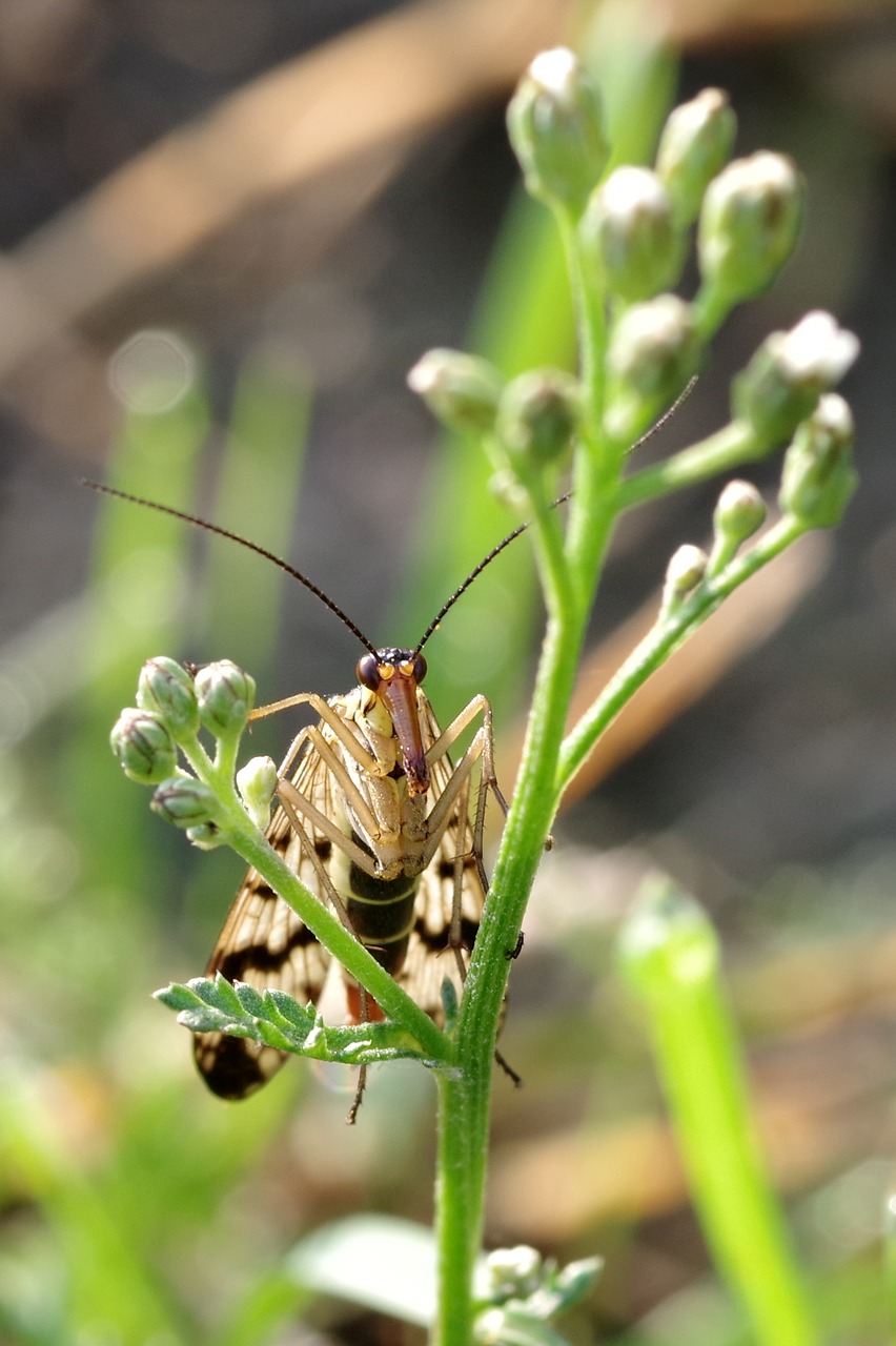 Image - insect long snout a moth antennae