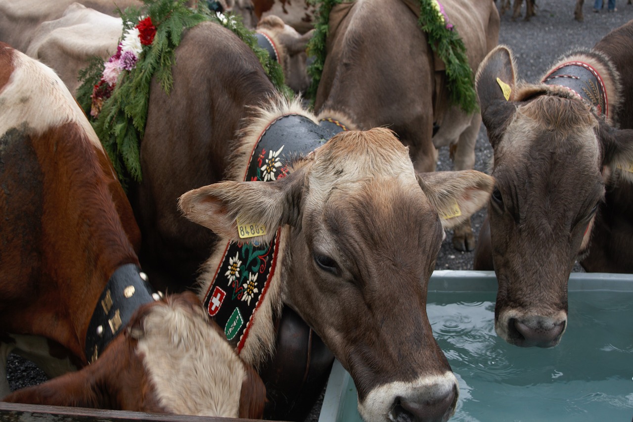 Image - alpine cow switzerland