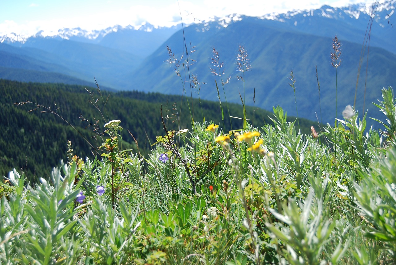 Image - hurricane ridge mountain wildflowers