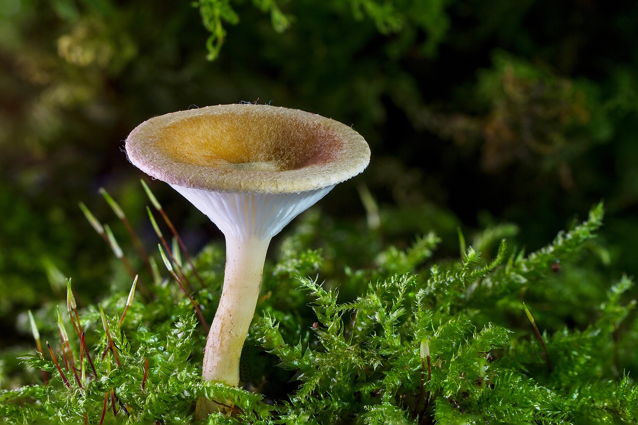 Image - mushroom mini mushroom sponge