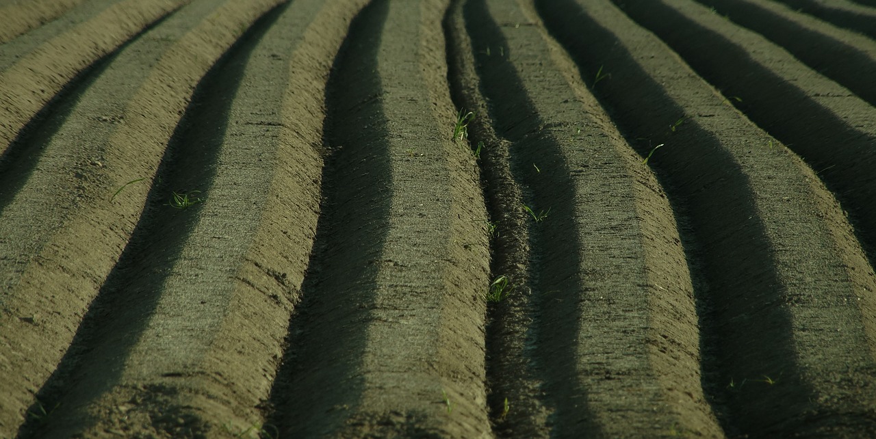 Image - asparagus spargelbeet furrow ridge