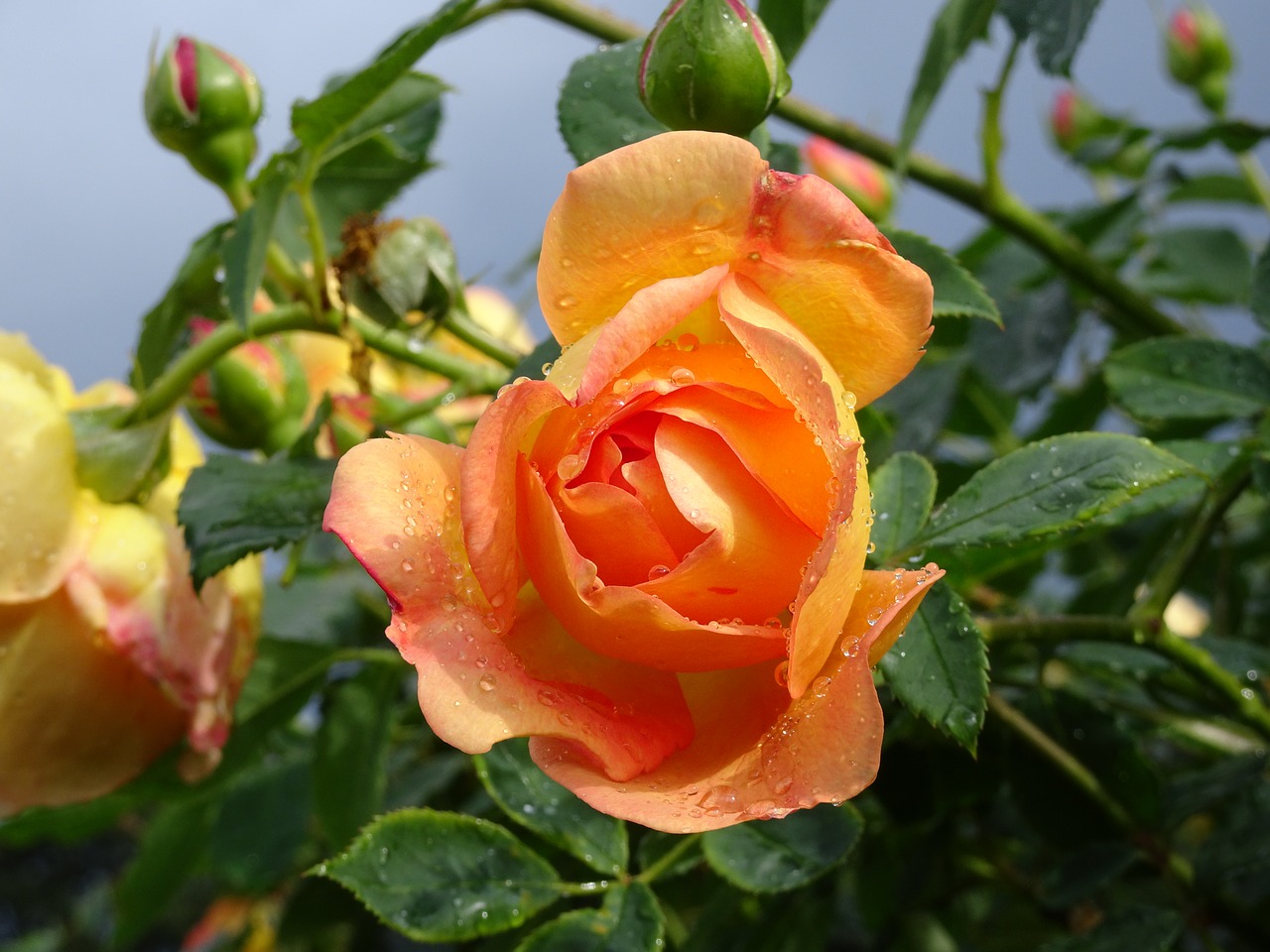 Image - london kew gardens flower rose