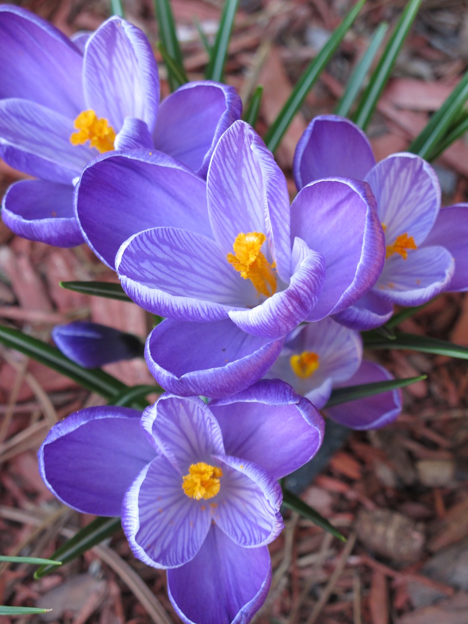 Image - flower crocus purple spring nature