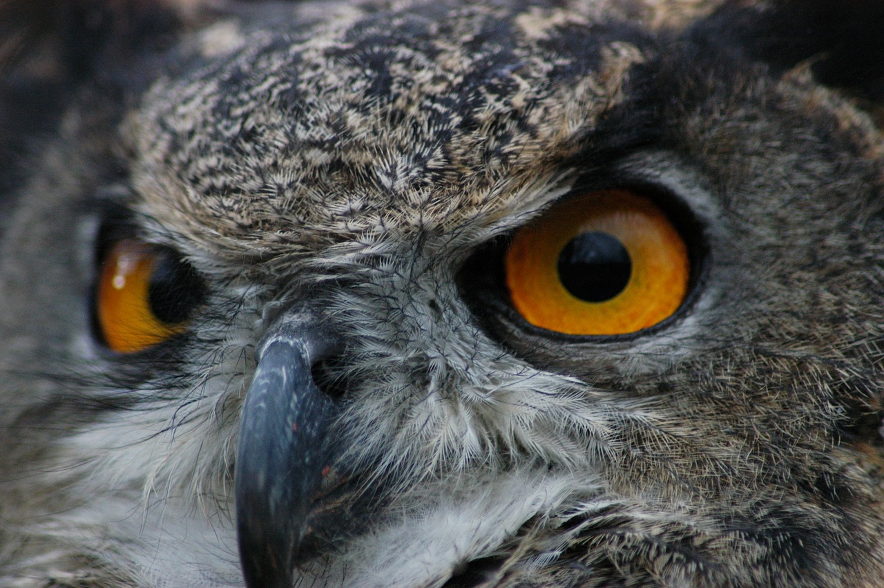 Image - european owl bird nature wildlife