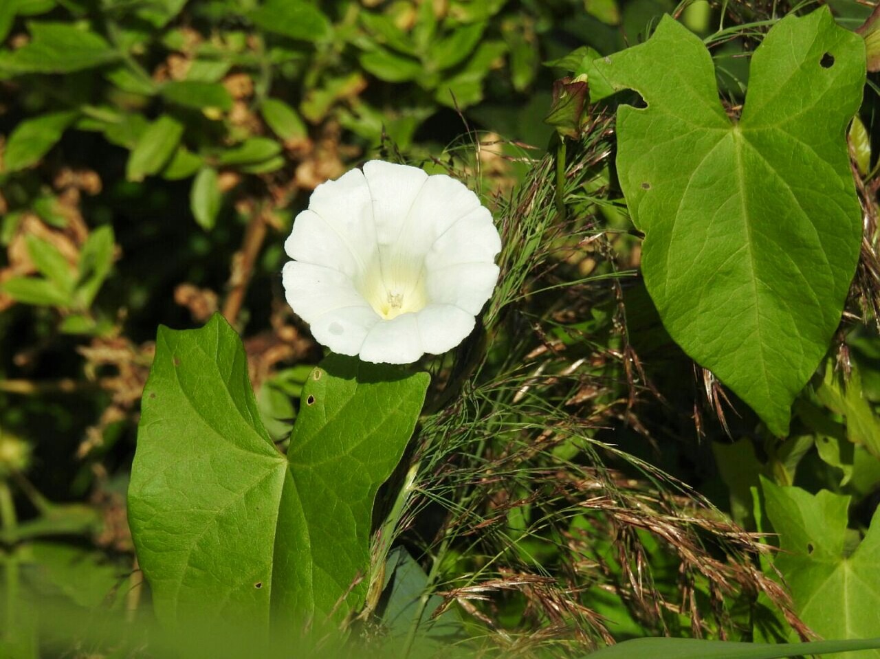 Image - bindweed white blossom bloom