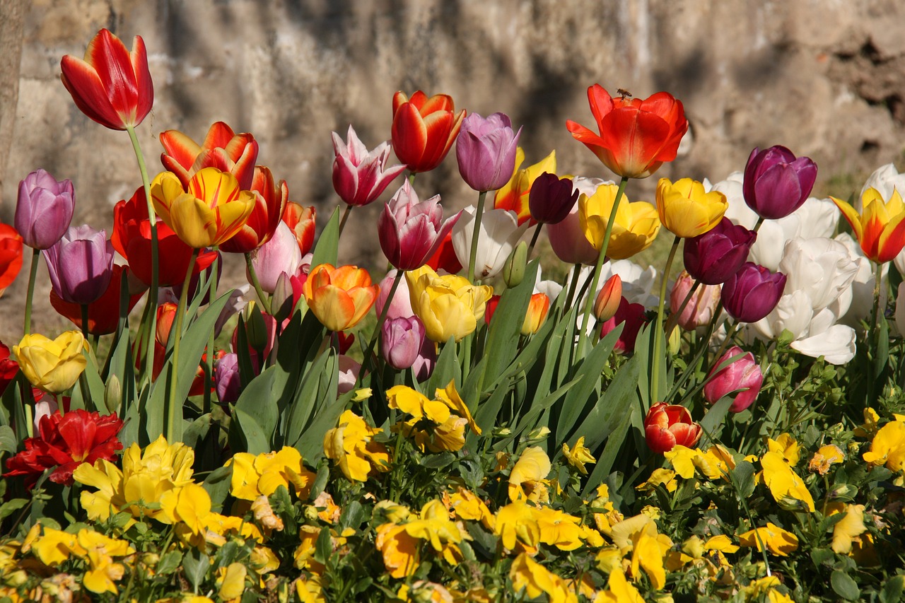 Image - tulips spring color plant nature