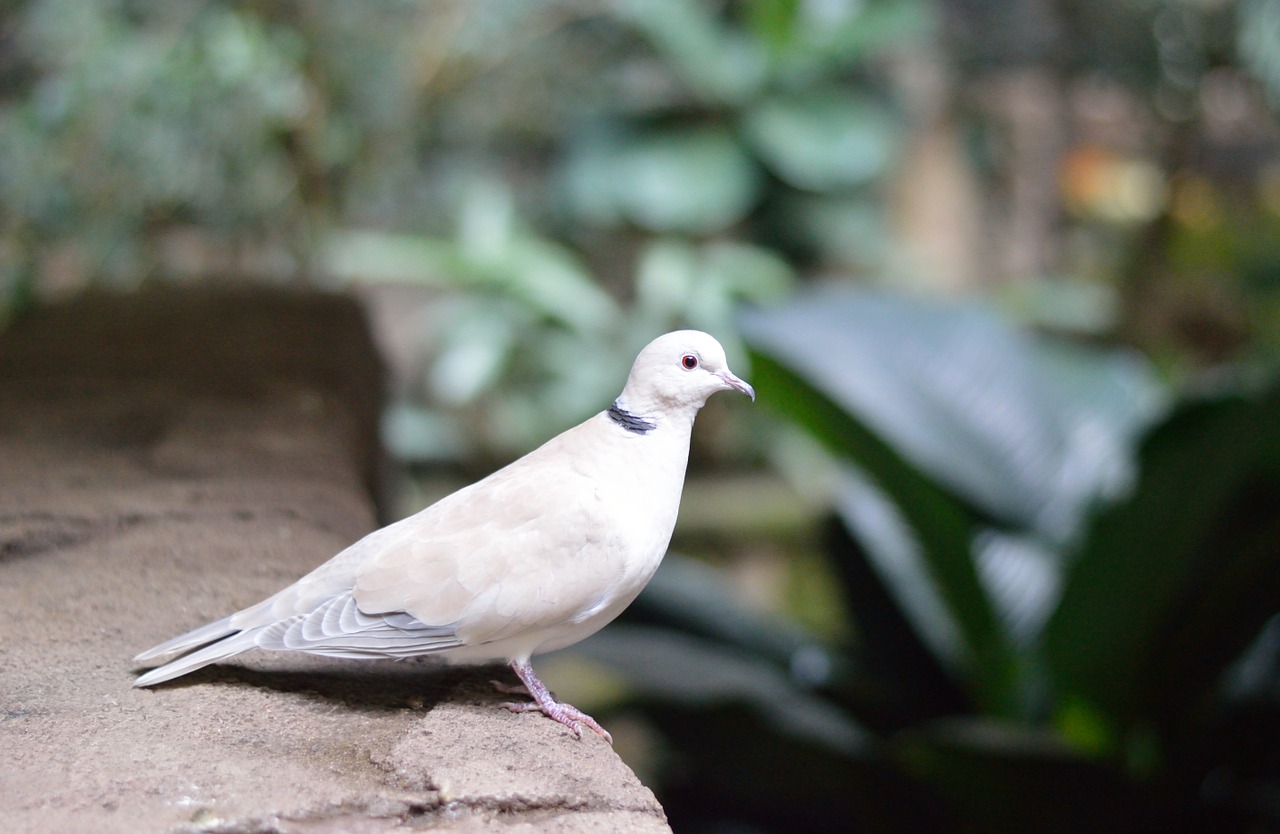 Image - white pigeon dove bird nature