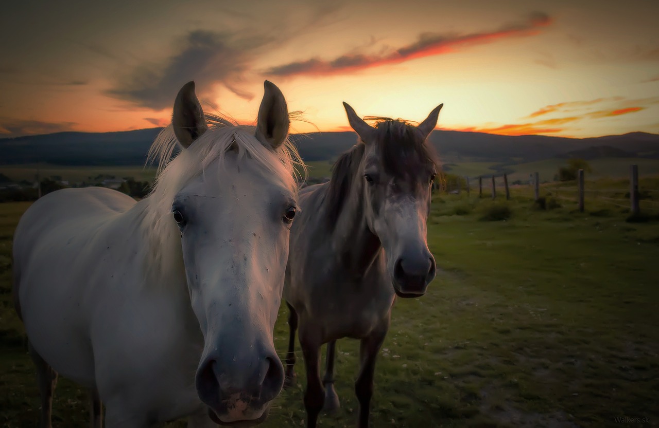 Image - horse horses nature mare stallion