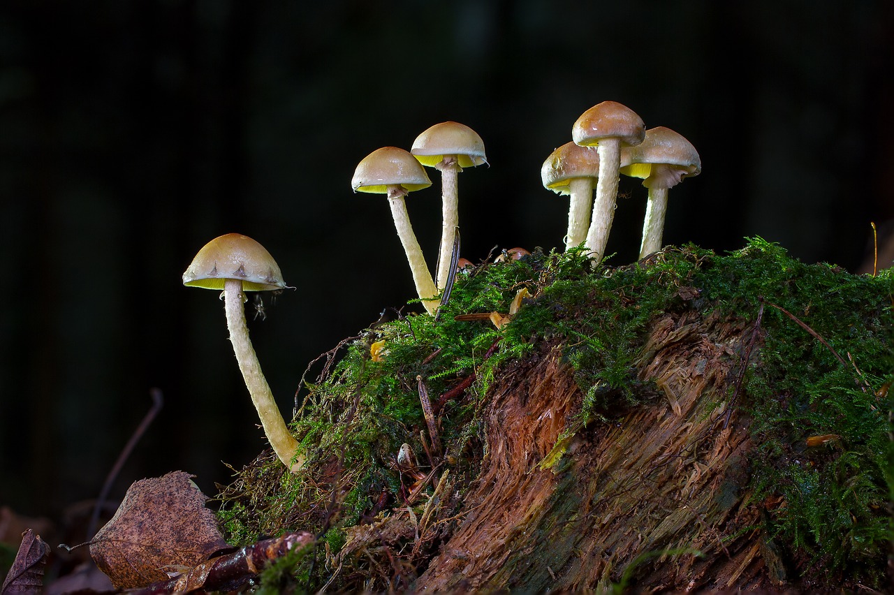 Image - mushroom nameko tree stump moss