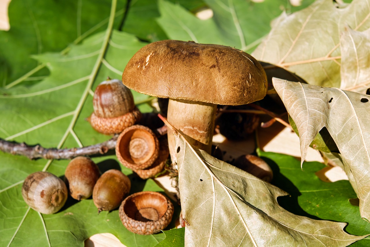 Image - goat lip mushroom edible