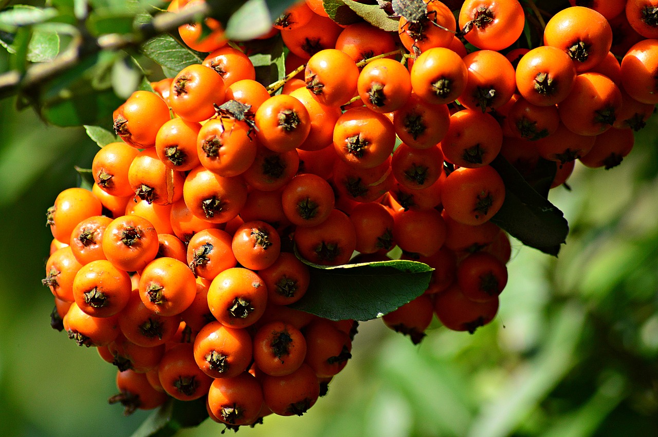 Image - bush nature berries plant crop