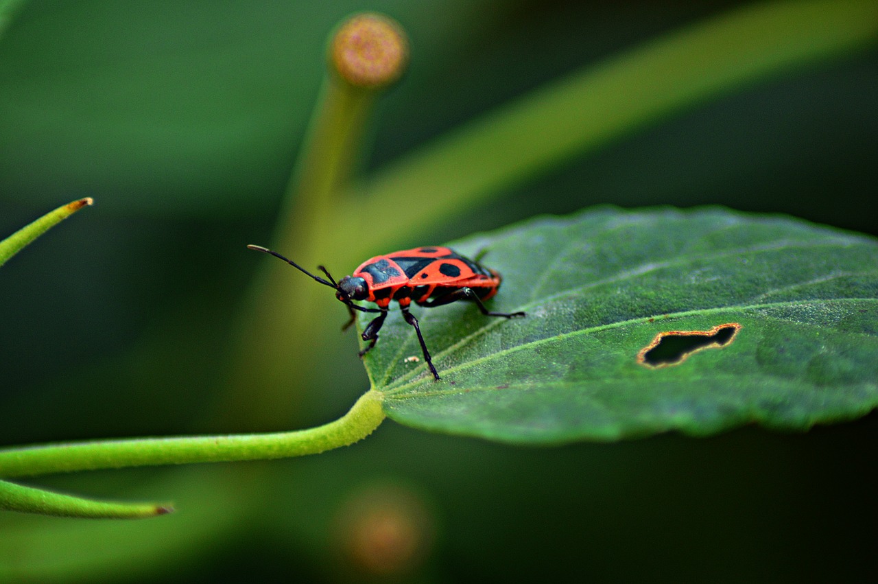 Image - beetle a cobbler bug nature insect