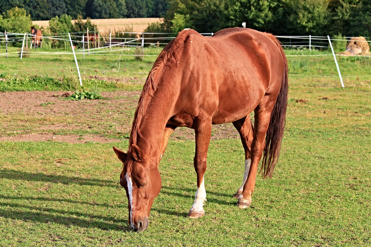 Image - horse paddock coupling pasture