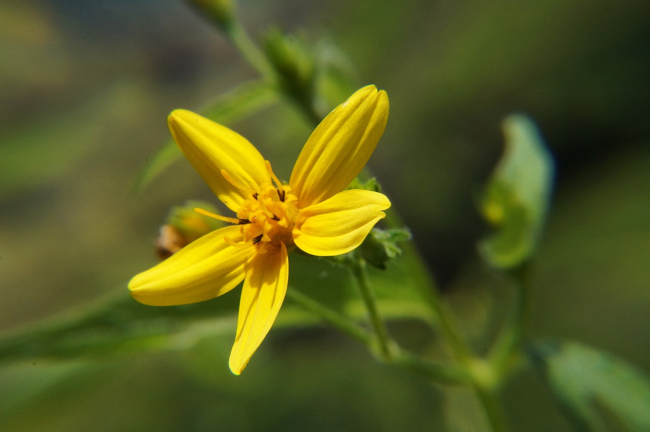 Image - flowers garden macro nature spring