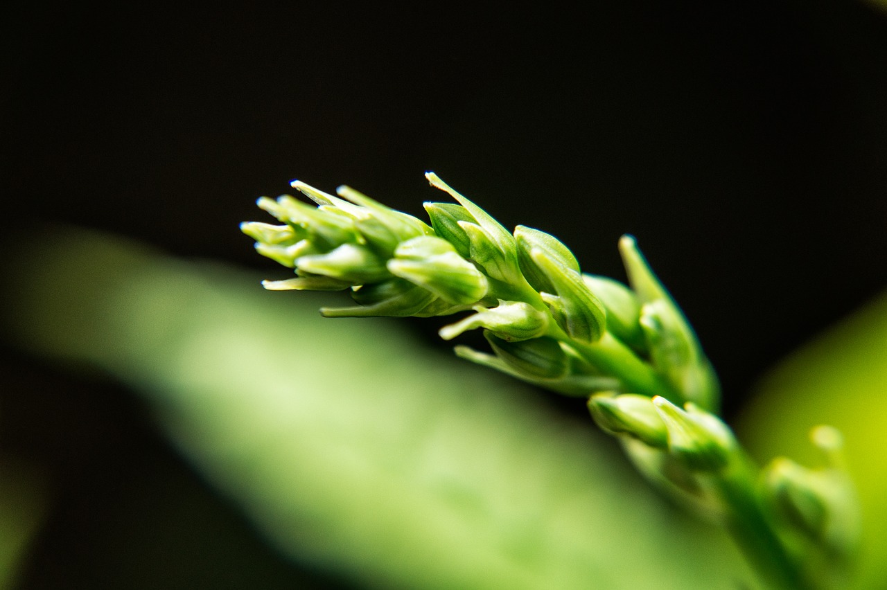 Image - spring wheat wild field stem green