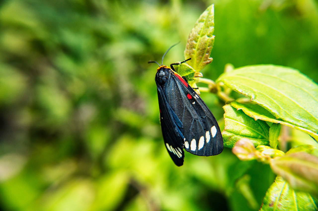 Image - butterfly moth insects macro