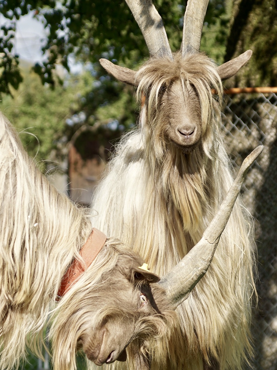 Image - goat large horns fur hair rarely