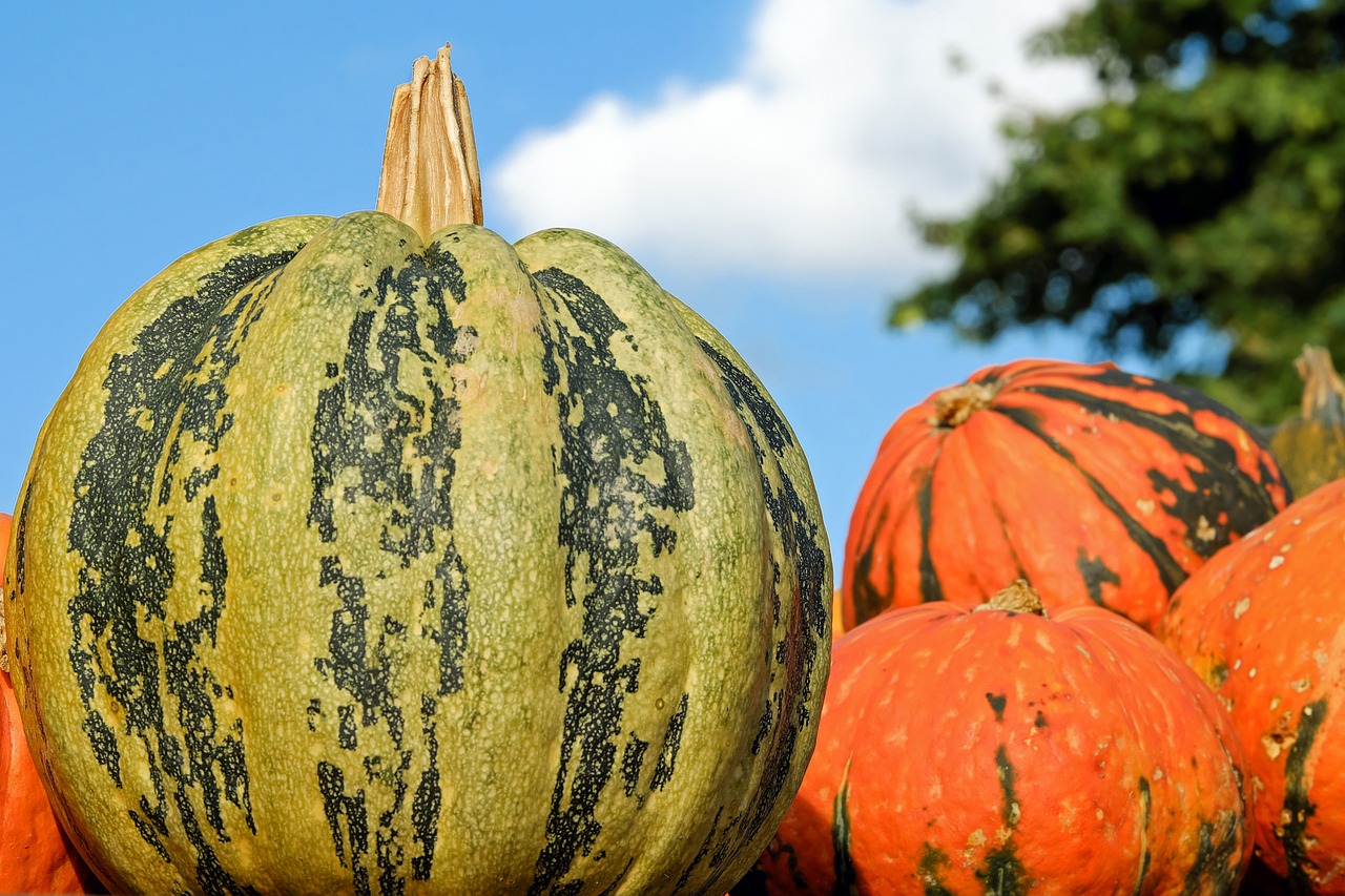 Image - pumpkin fig leaf gourd