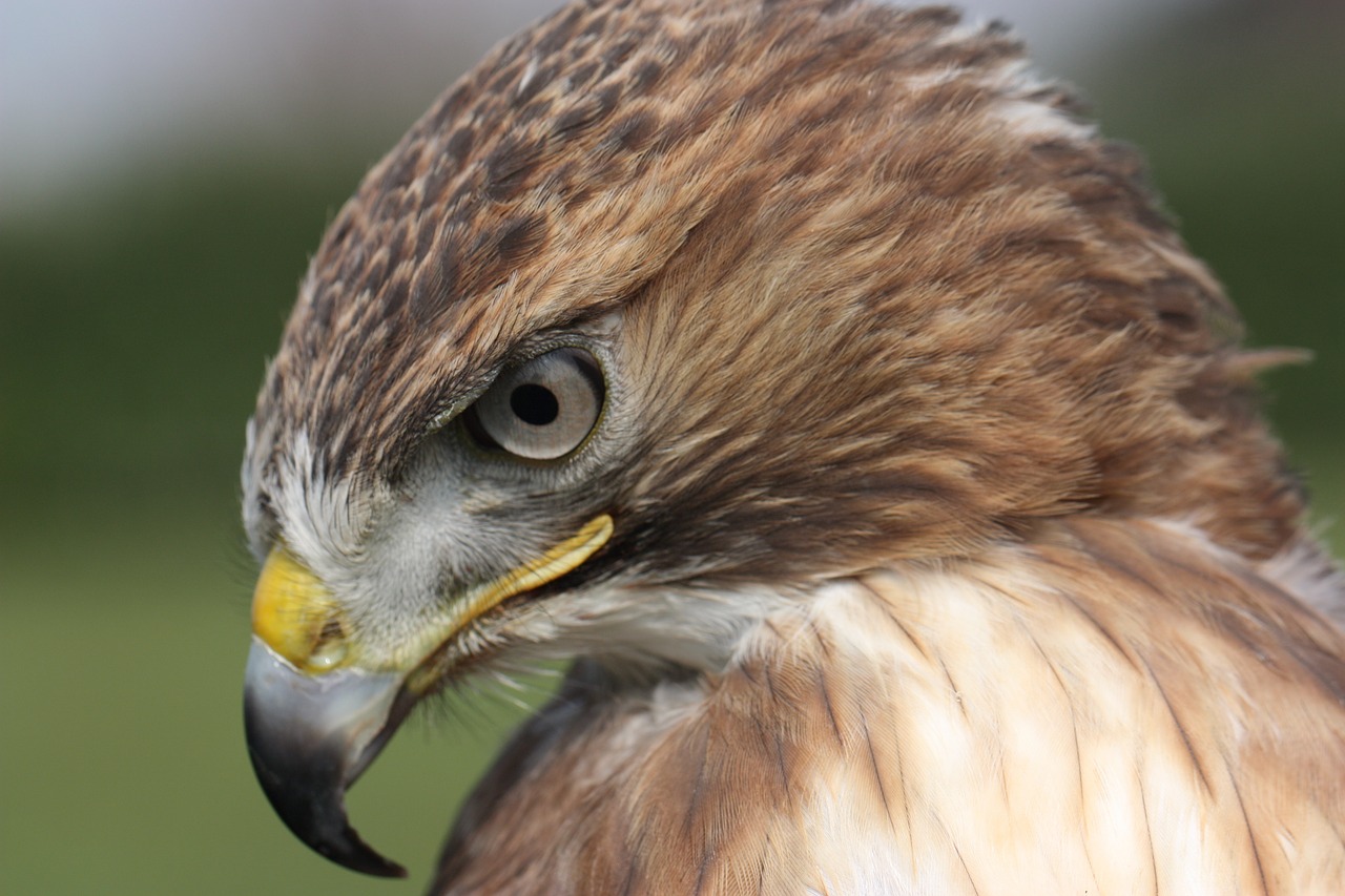 Image - buzzard codarossa falco raptors