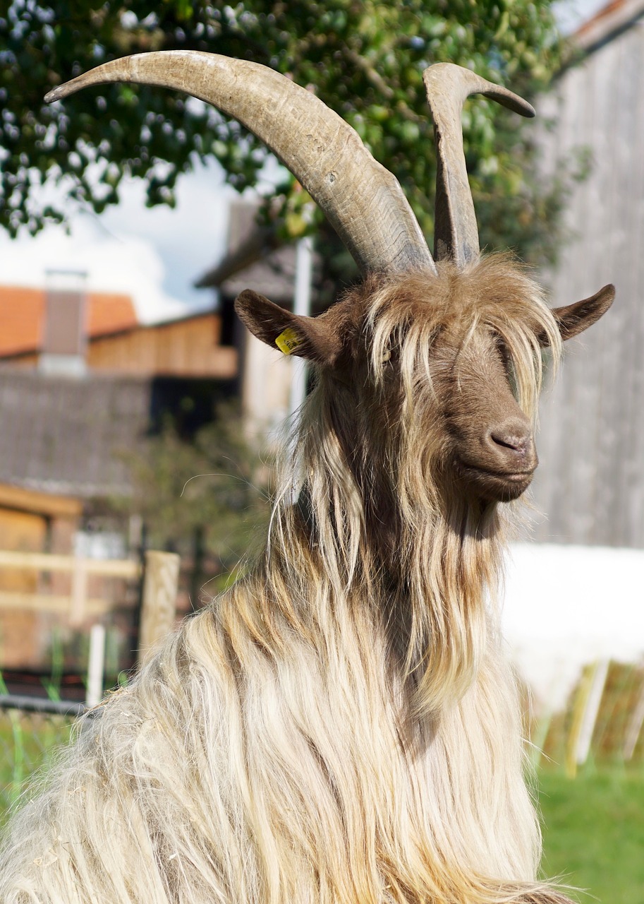 Image - goat large horns fur hair rarely