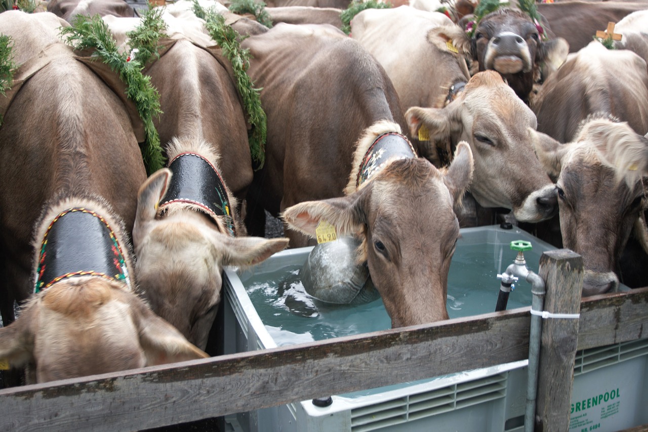 Image - alpine cow waterhole holiday return