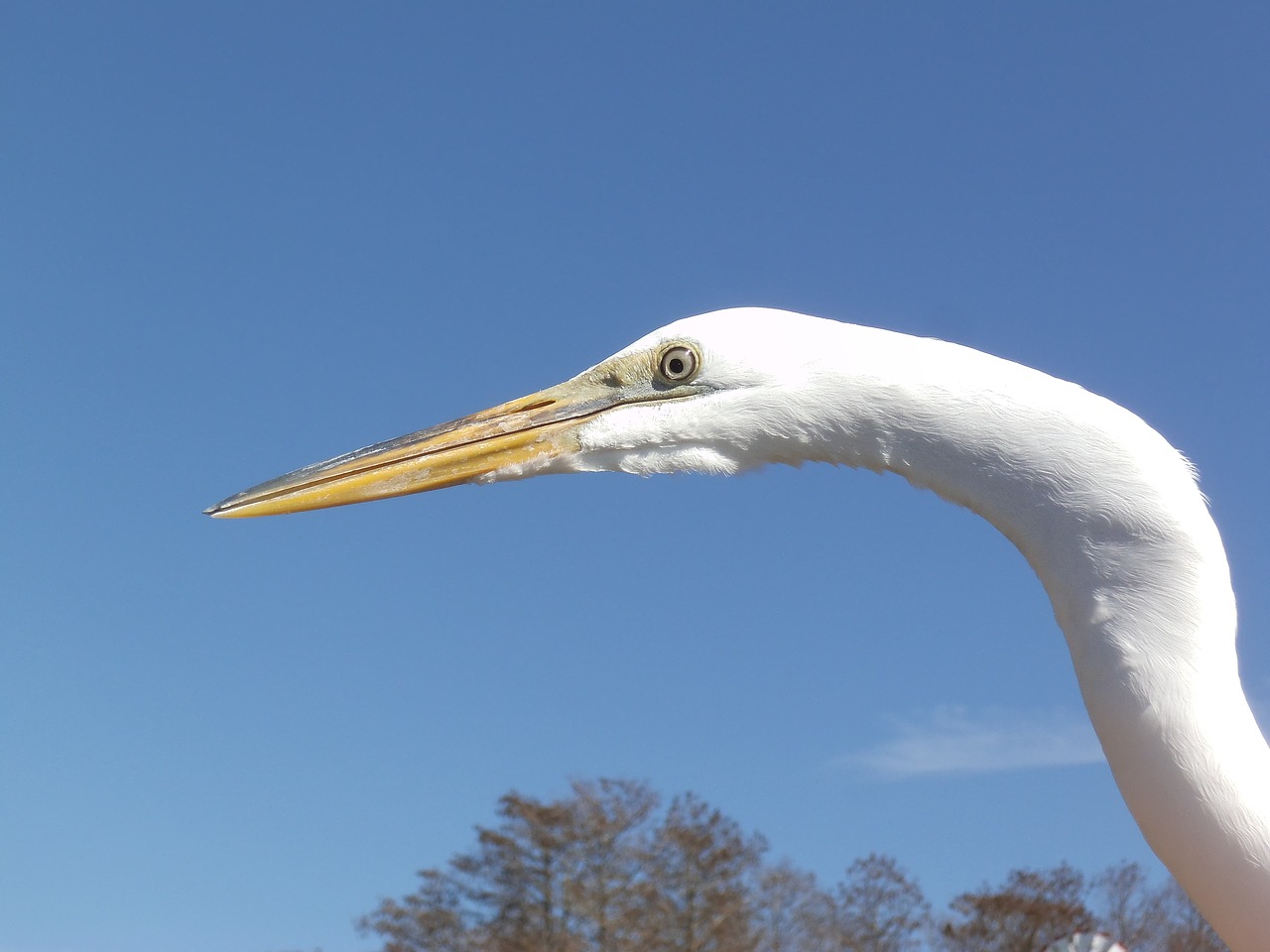 Image - egret white bird water bird bird