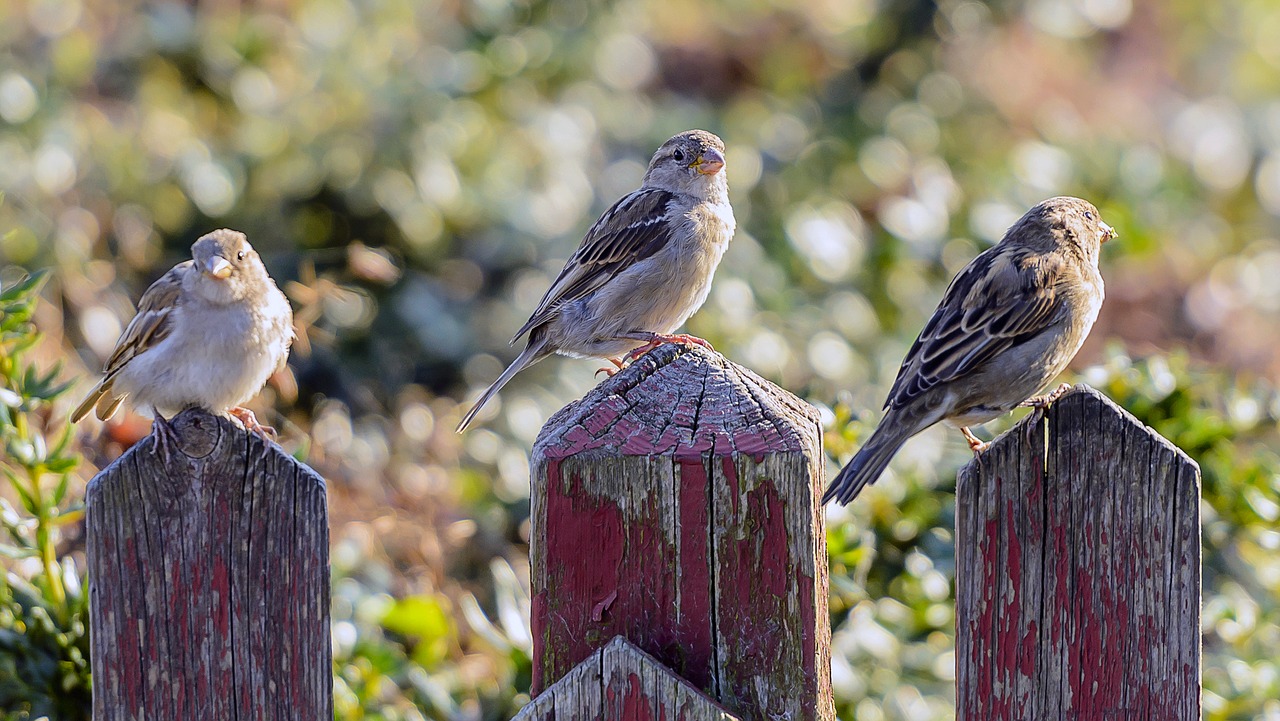Image - sejrspodie birds picket fence
