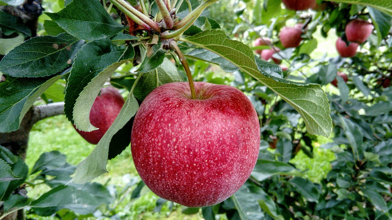 Image - fruit apple fruit growing