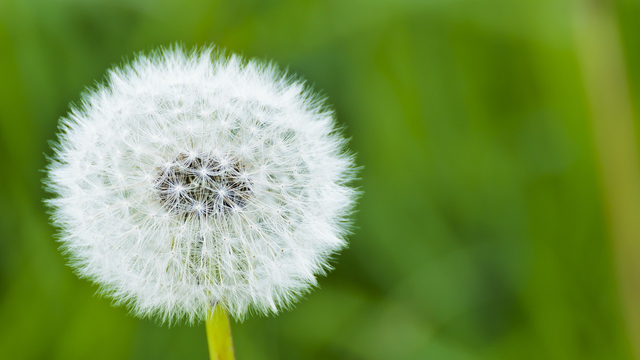 Image - dandelion dust natural